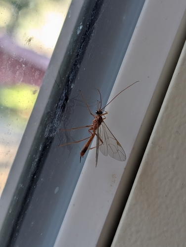 iNaturalist observation photo of Enicospilus