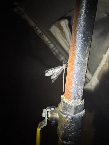 iNaturalist observation photo of Antlions and Owlflies