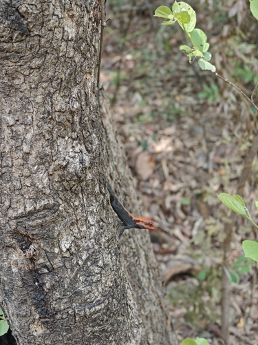 Roux's Forest Lizard