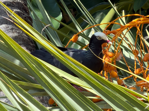 White-crowned Pigeon