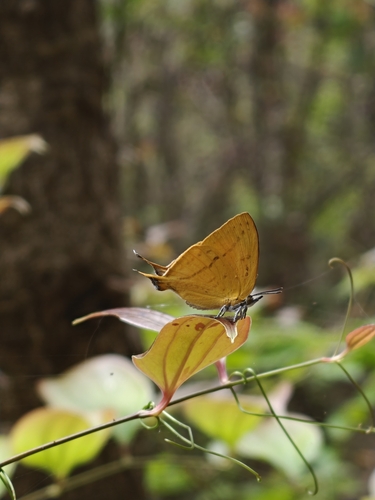 Common Yamfly