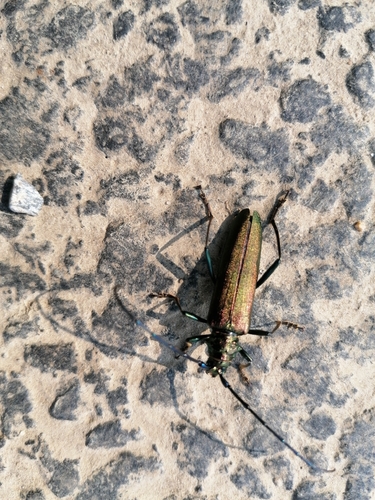 Aromia moschata moschata