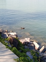 Mallard