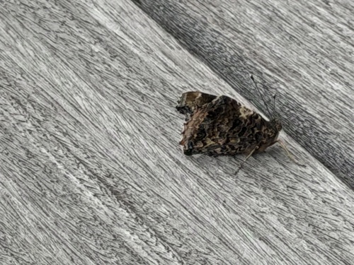 Red Admiral