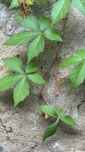 Virginia creeper