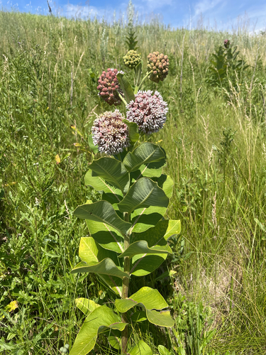 common milkweed