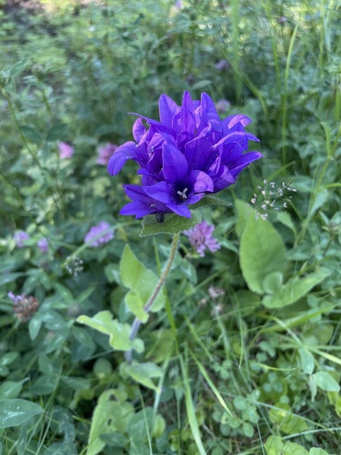 clustered bellflower