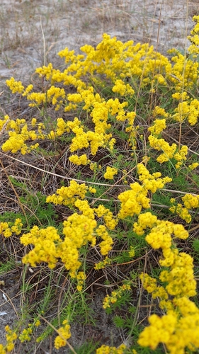 Lady's Bedstraw