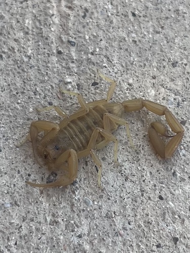 Arizona Bark Scorpion