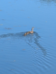 Mallard