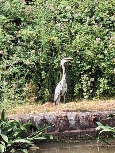 Grey Heron