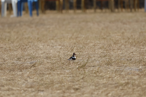 Forbes's Plover