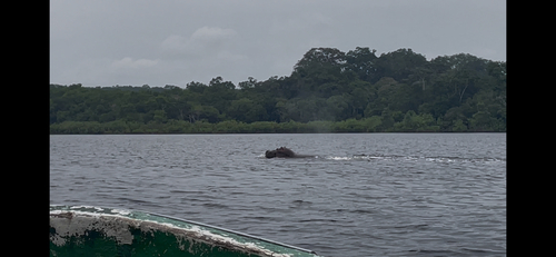 Common Hippopotamus