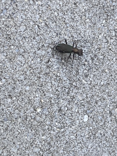 Cliff Tiger Beetle