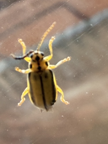 Elm Leaf Beetle