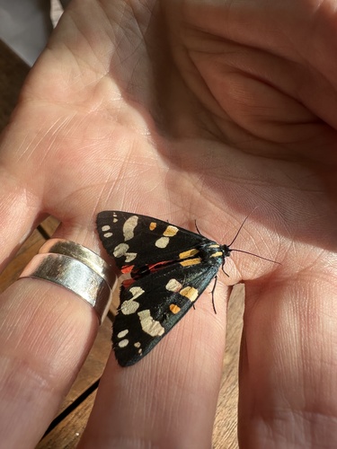 Scarlet Tiger