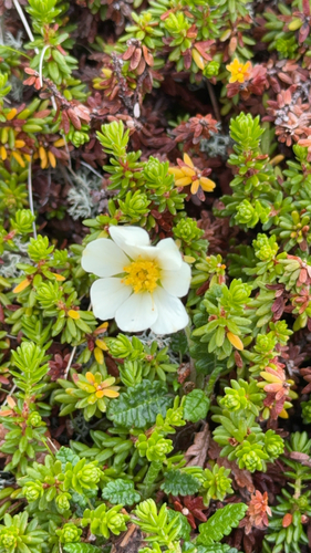 Eight-petal Mountain-Avens