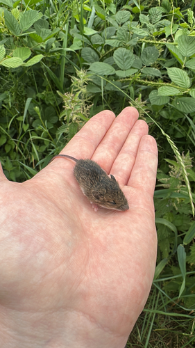 European Wood Mouse
