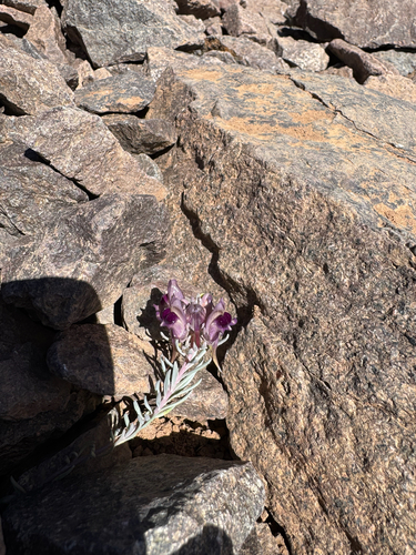 Linaria tristis lurida