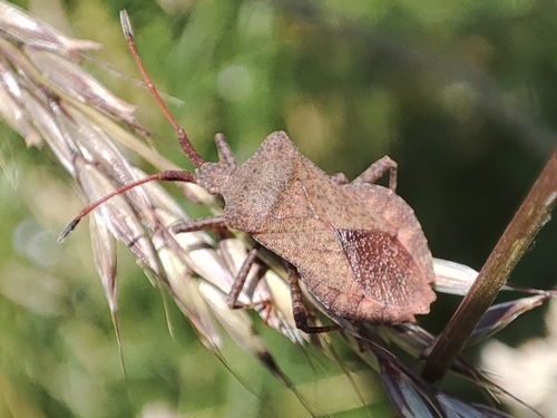 Dock Bug