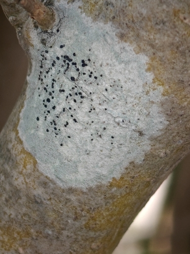 Lecidella lichen