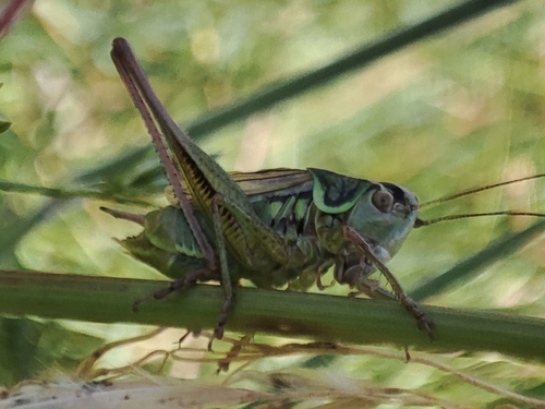 Roesel's Bush-cricket
