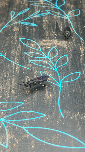 Black Soldier Fly