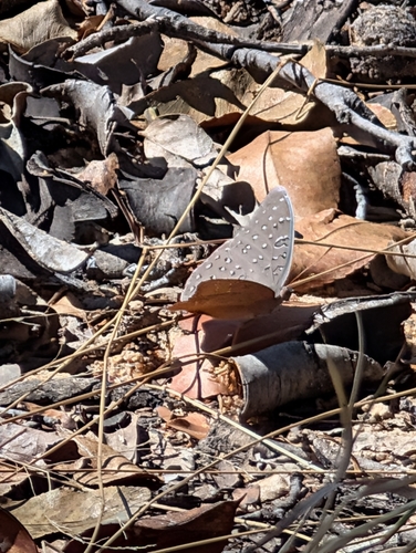 Guineafowl Butterfly