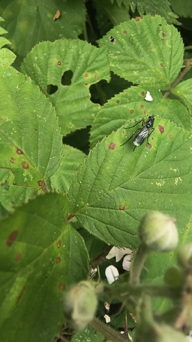 Semaphore Fly