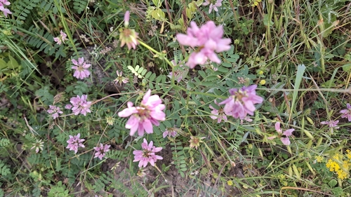 purple crownvetch