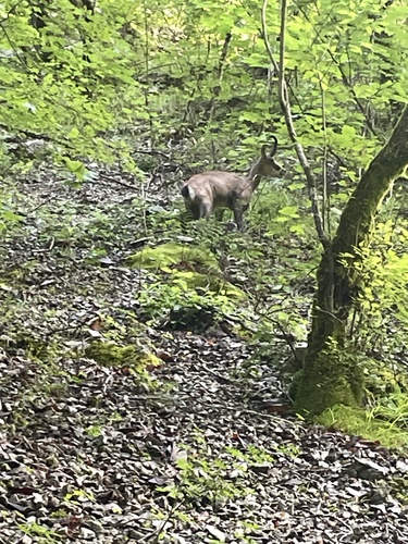 Northern Chamois
