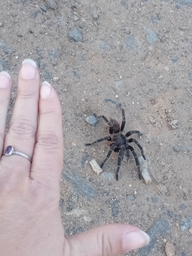 White Collared Tarantula