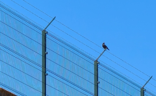 Crested Myna