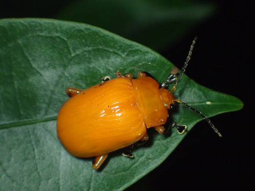 Podontia lutea