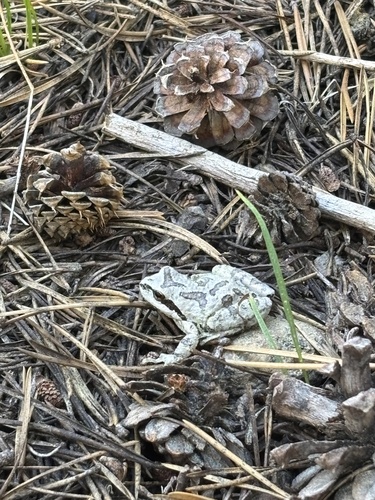 iNaturalist observation photo of Pacific chorus frog