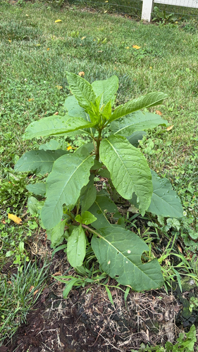 American pokeweed