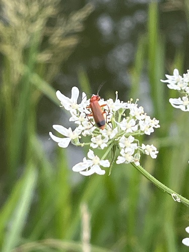 Common Red Soldier Beetle