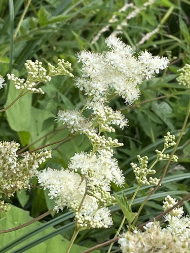 Meadowsweet