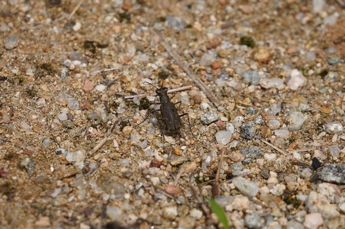 Myriochila specularis
