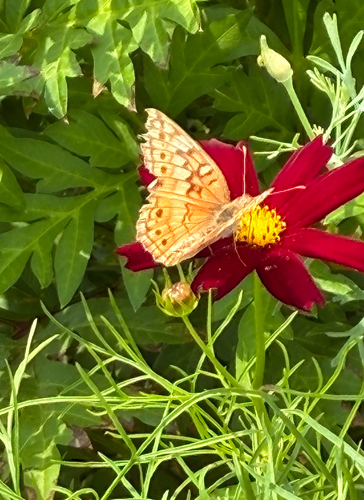 Variegated Fritillary