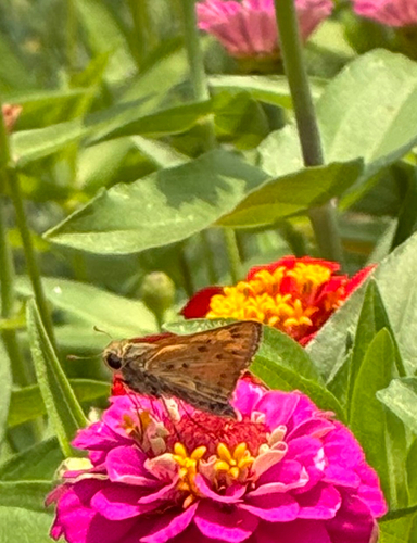 Fiery Skipper