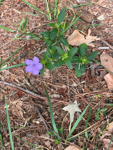 Carolina ruellia