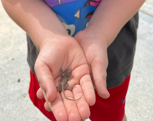 Western Fence Lizard