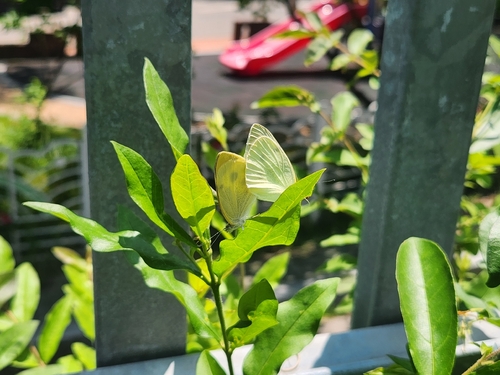 Small White