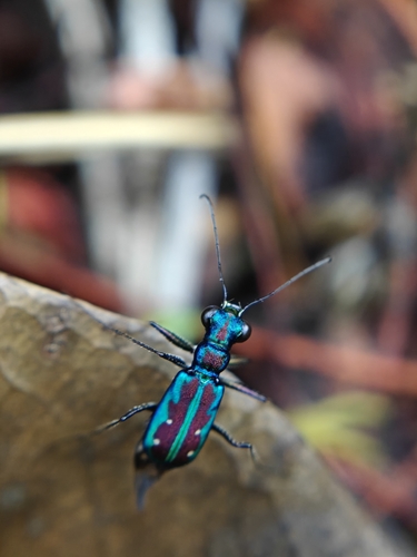 Jansenia azureocincta
