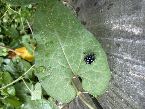 Spotted Lanternfly