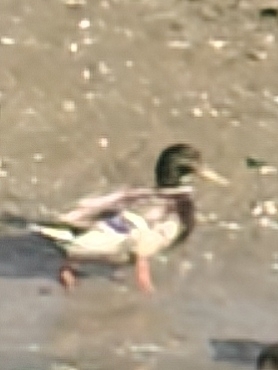 Mallard