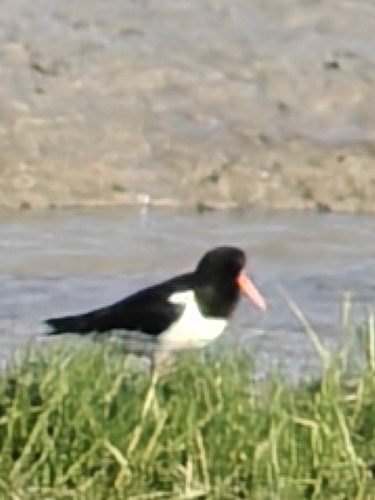 Eurasian Oystercatcher