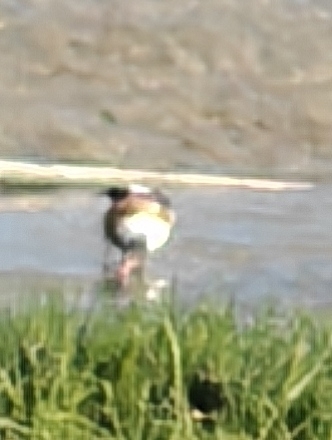 Common Shelduck