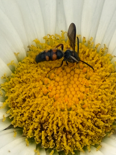 Noble Scoliid Wasp